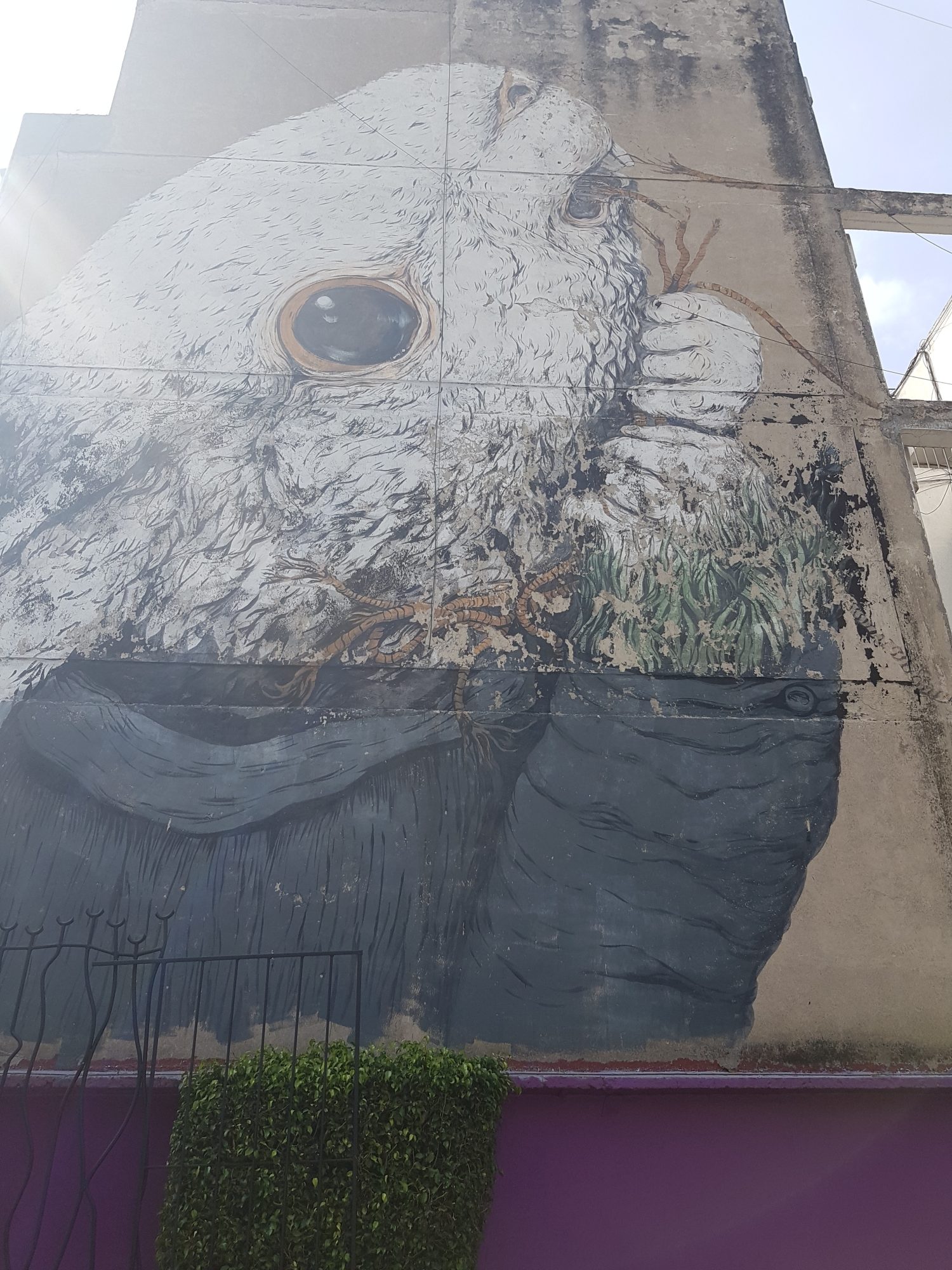 Giant Wolf with Golden Eyes in Mexico City — Street art in Mexico City