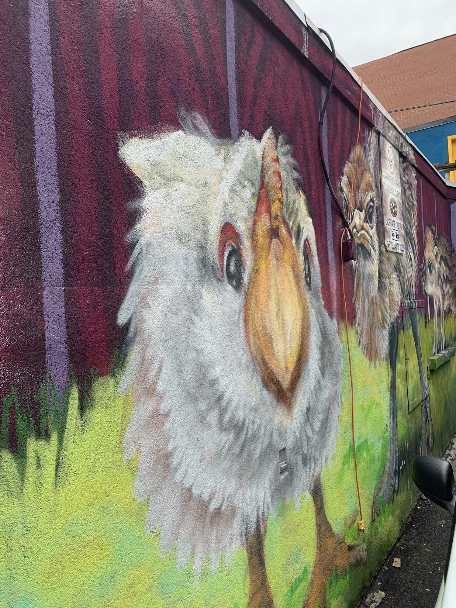 Oisillons au duvet ébouriffé — Street art à Montréal
