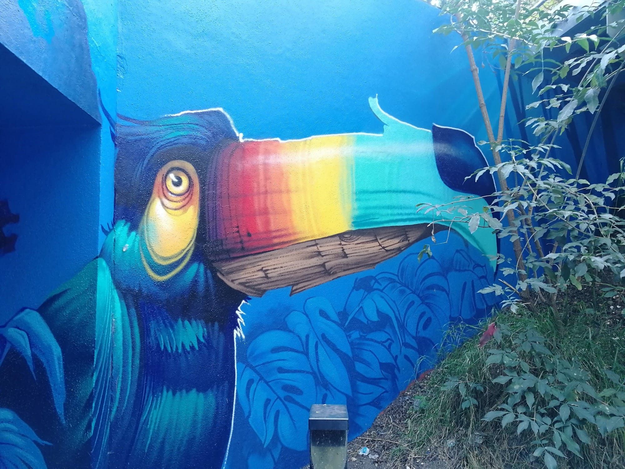 Toucan with a Rainbow Beak — Street art by Sitou, Kafé Korsé in Nantes