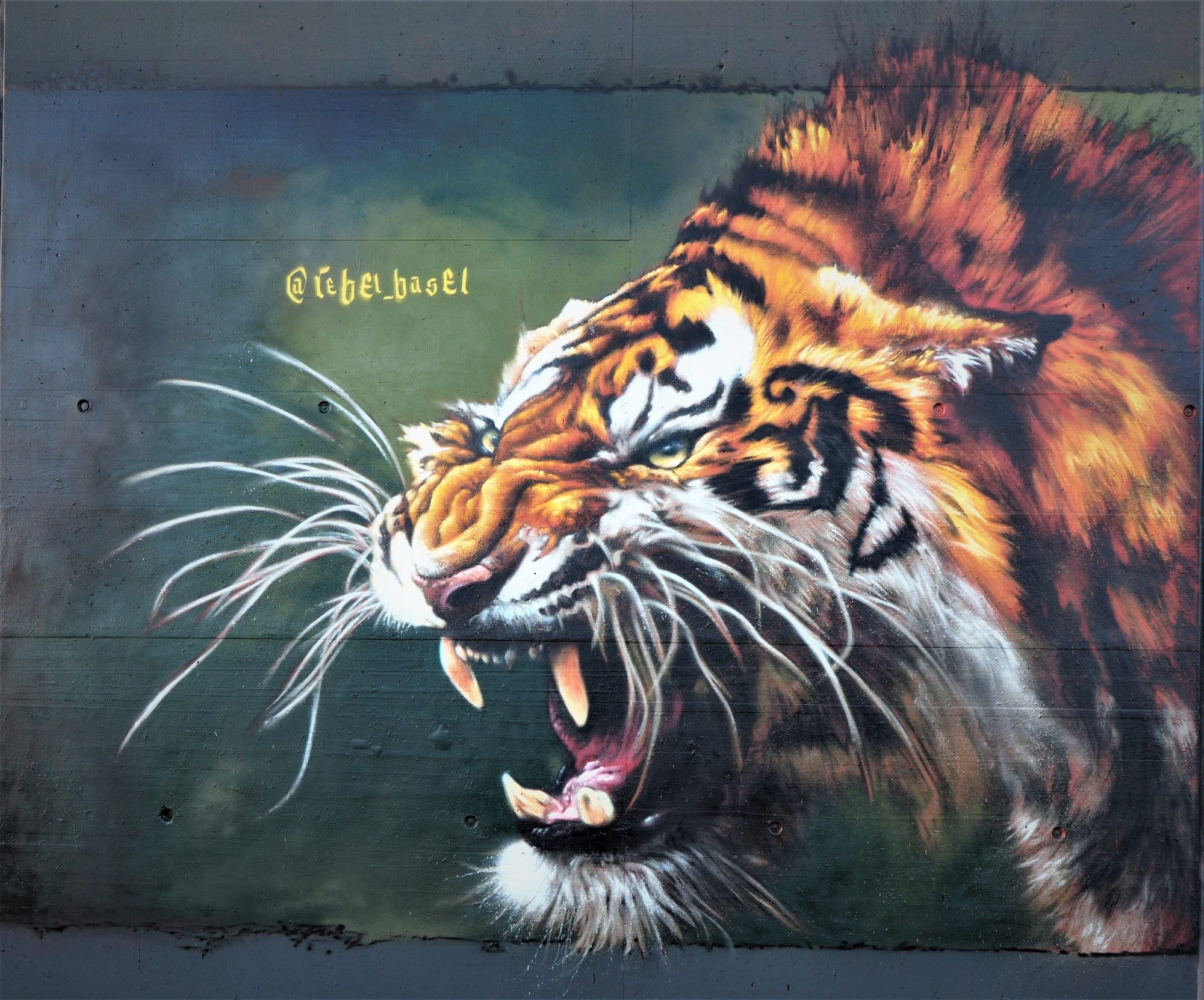 Tigre Rugissant Hyperréaliste à Bâle — Street art à Basel