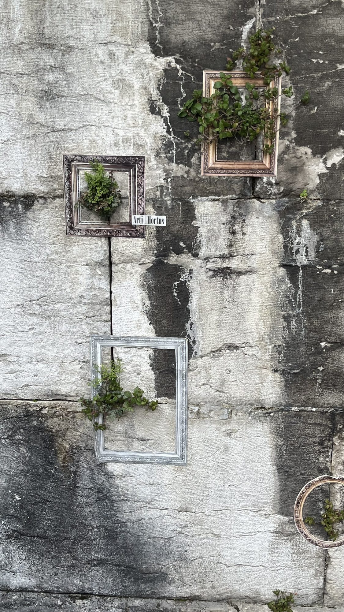 Cadres autour de plantes sauvages — Street art à Aix-les-Bains