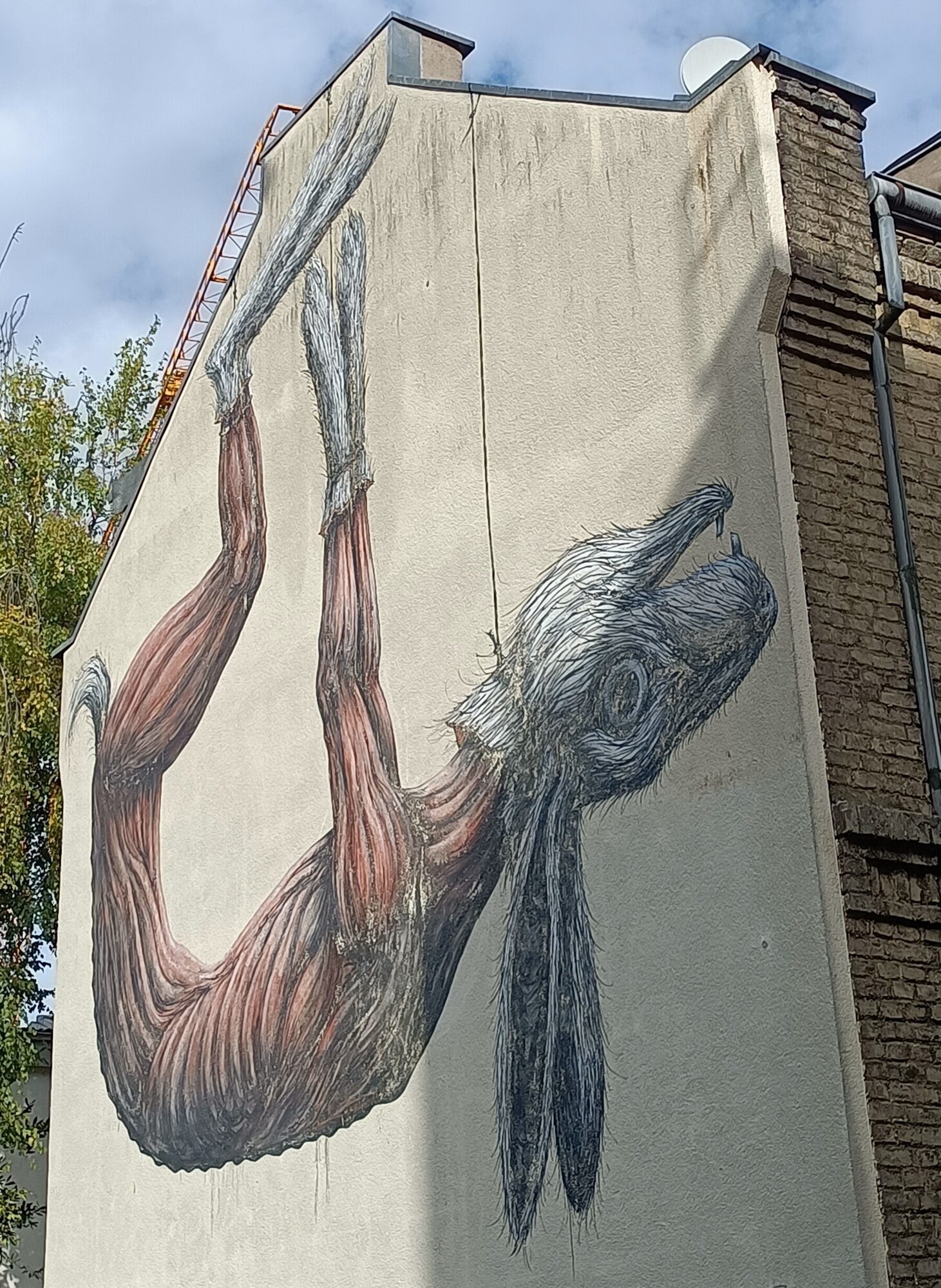 Lièvre écorché par Roa — Street art de Roa à Köln