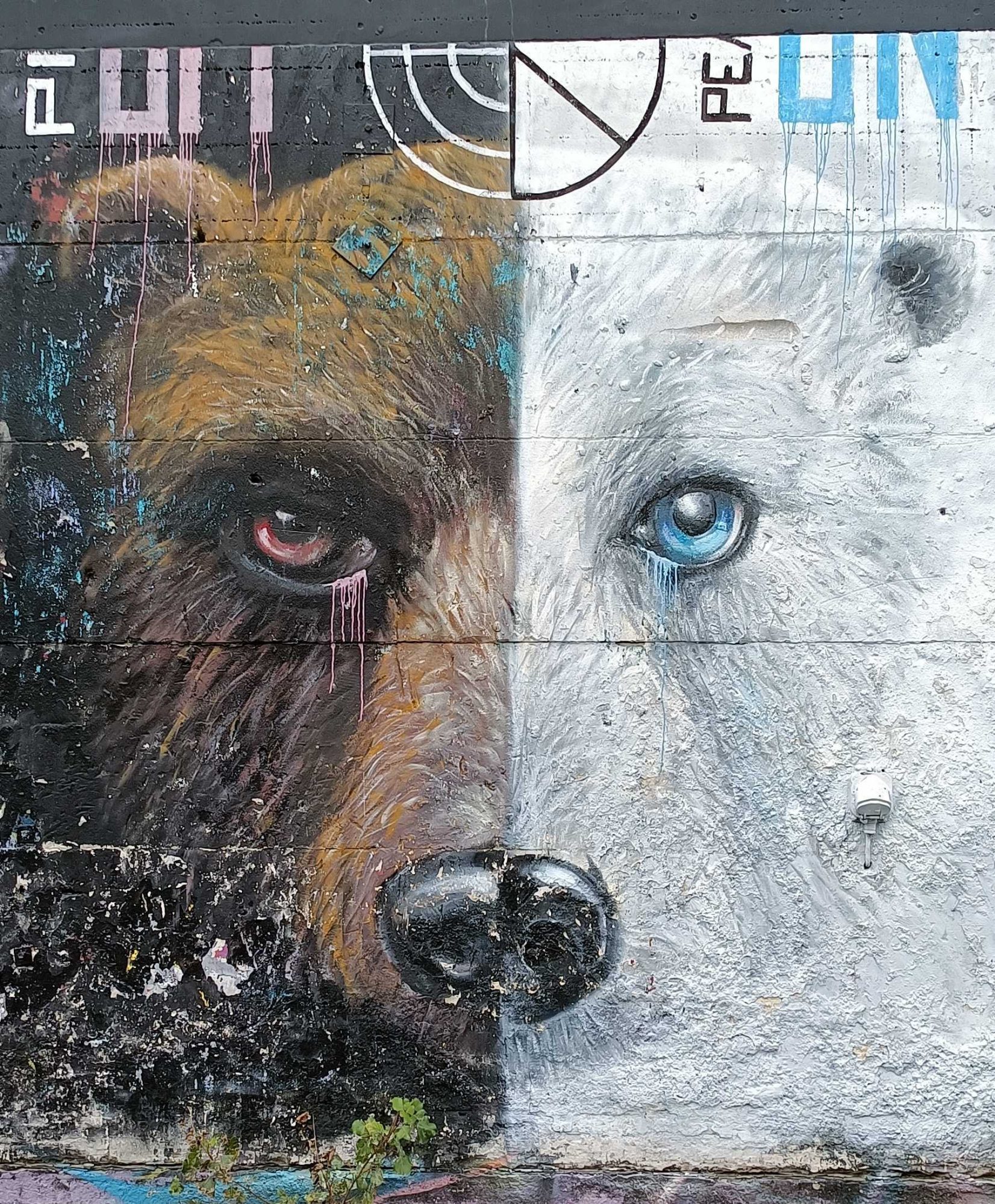 Diptych of Brown Bear and Polar Bear — Street art by MS Béja in Berlin