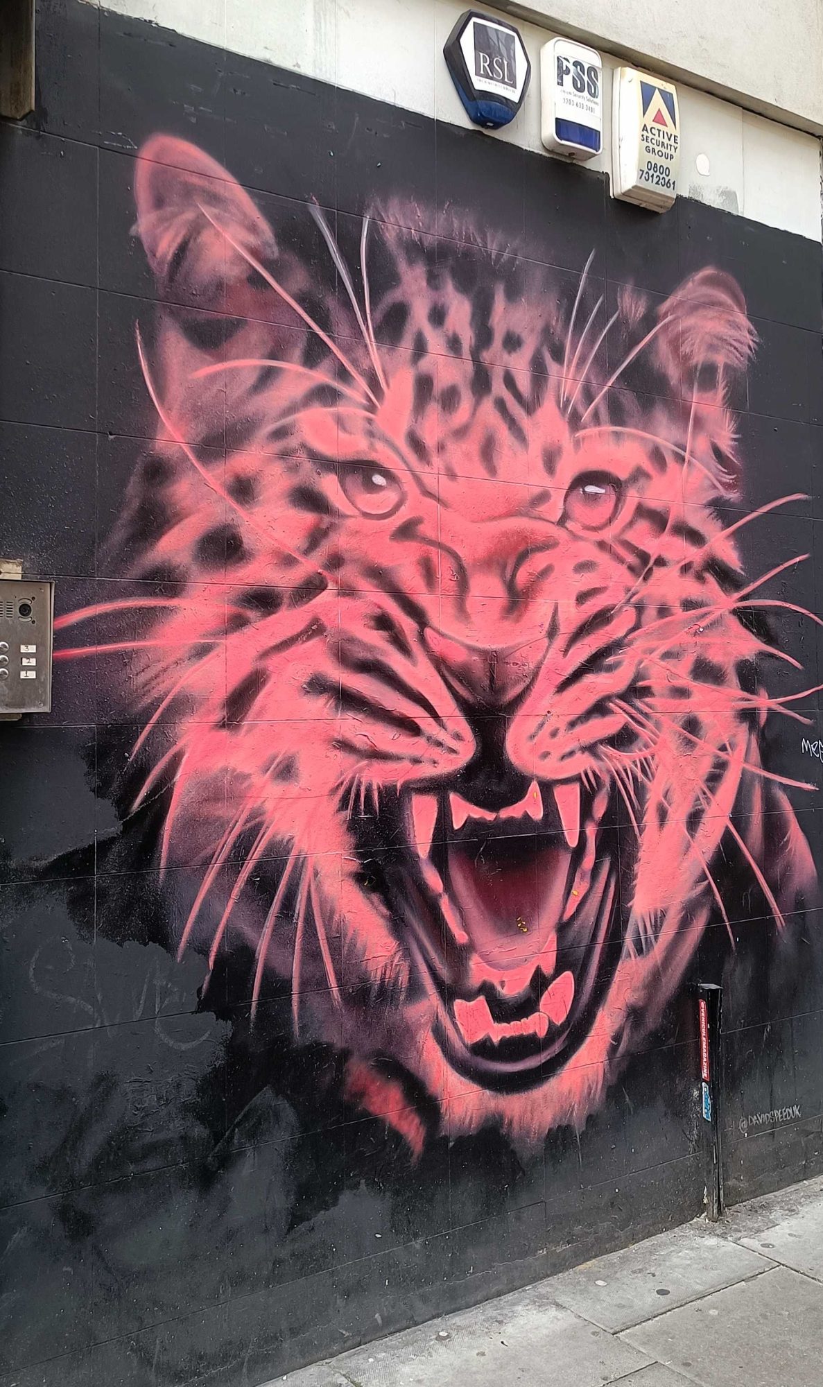 Léopard rose rugissant — Street art de David Speed à London