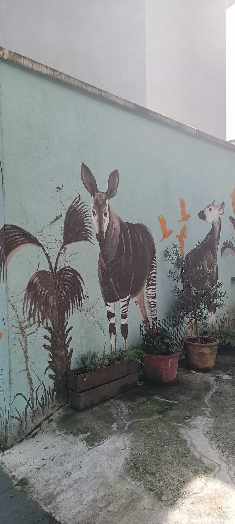 Sepia okapis in the courtyard — Street art in Köln