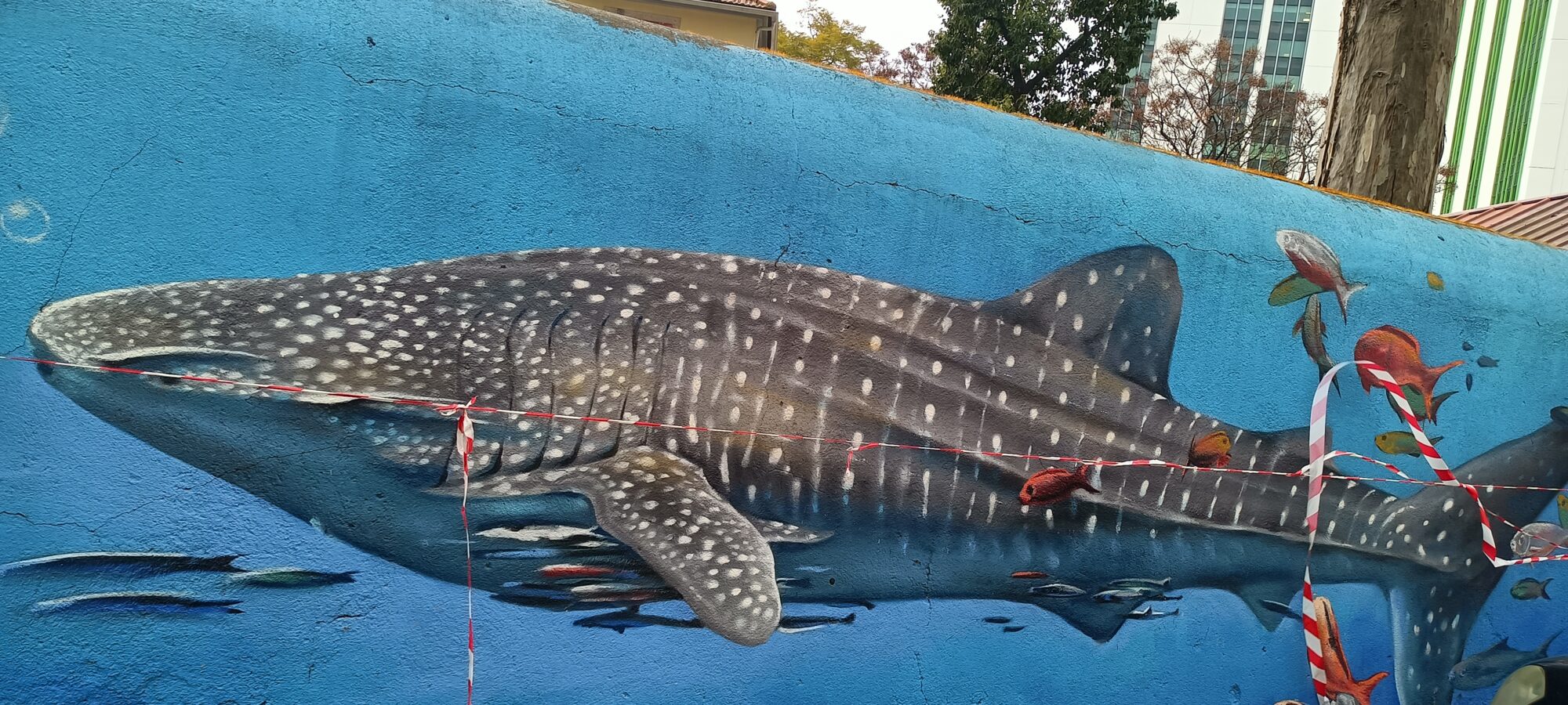 Photorealistic whale shark — Street art by Mariana Rio in Lisboa