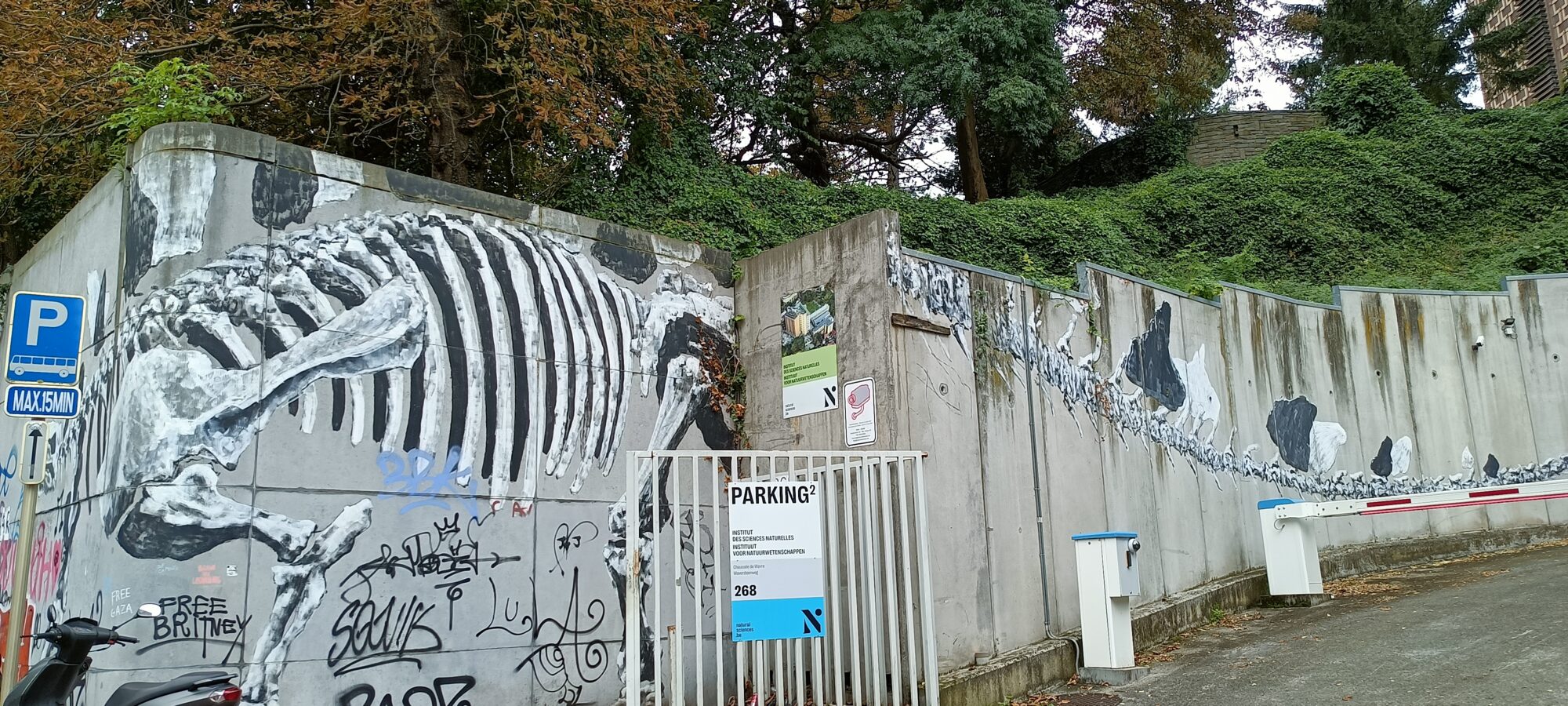 Squelette de mammifère sur le mur du musée — Street art de Bonom à Ixelles