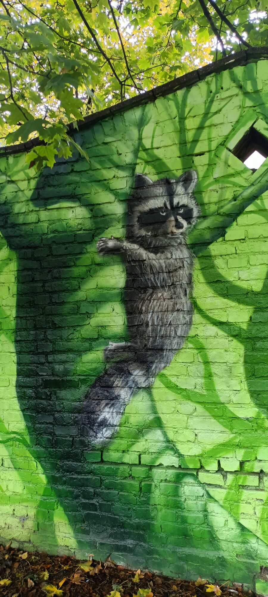 Raton laveur à l'escalade — Street art de Colorrevolution e.V. à Köln