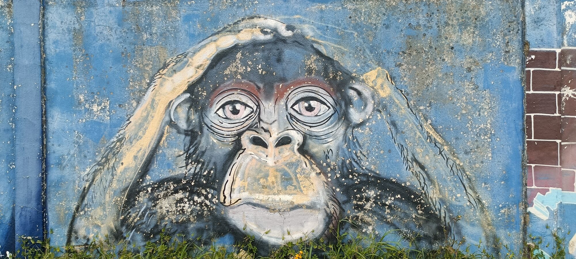 Chimpanzé réaliste sur mur écaillé — Street art à Lisboa