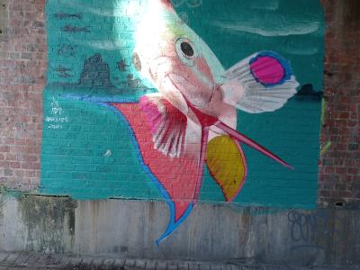 Poisson blanc aux nageoires écarlates — Street art à Lille