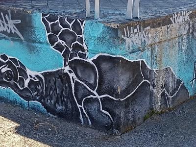 Black and White Turtle on Concrete — Street art in Madrid