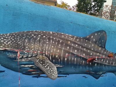 Photorealistic whale shark — Street art by Mariana Rio in Lisboa