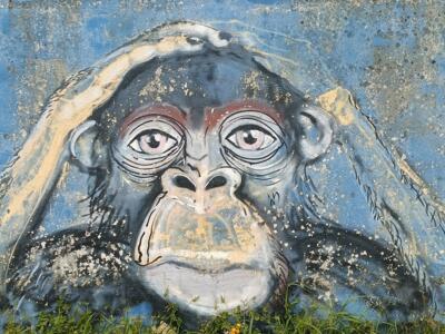 Realistic chimpanzee on a flaking wall — Street art in Lisboa