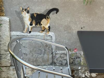 Chat tricolore sur un ressaut de pierre — Street art à Neuchâtel