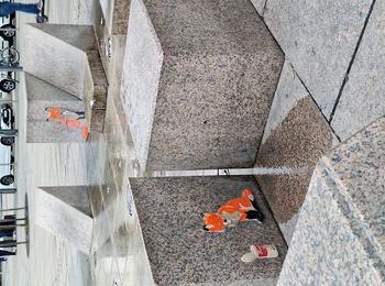 Foxes austria-salzburg-sticking