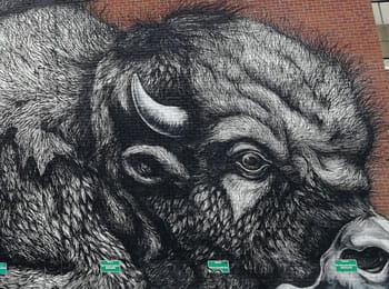 Profil, bio et photos de l'artiste Roa - street-artwork.com