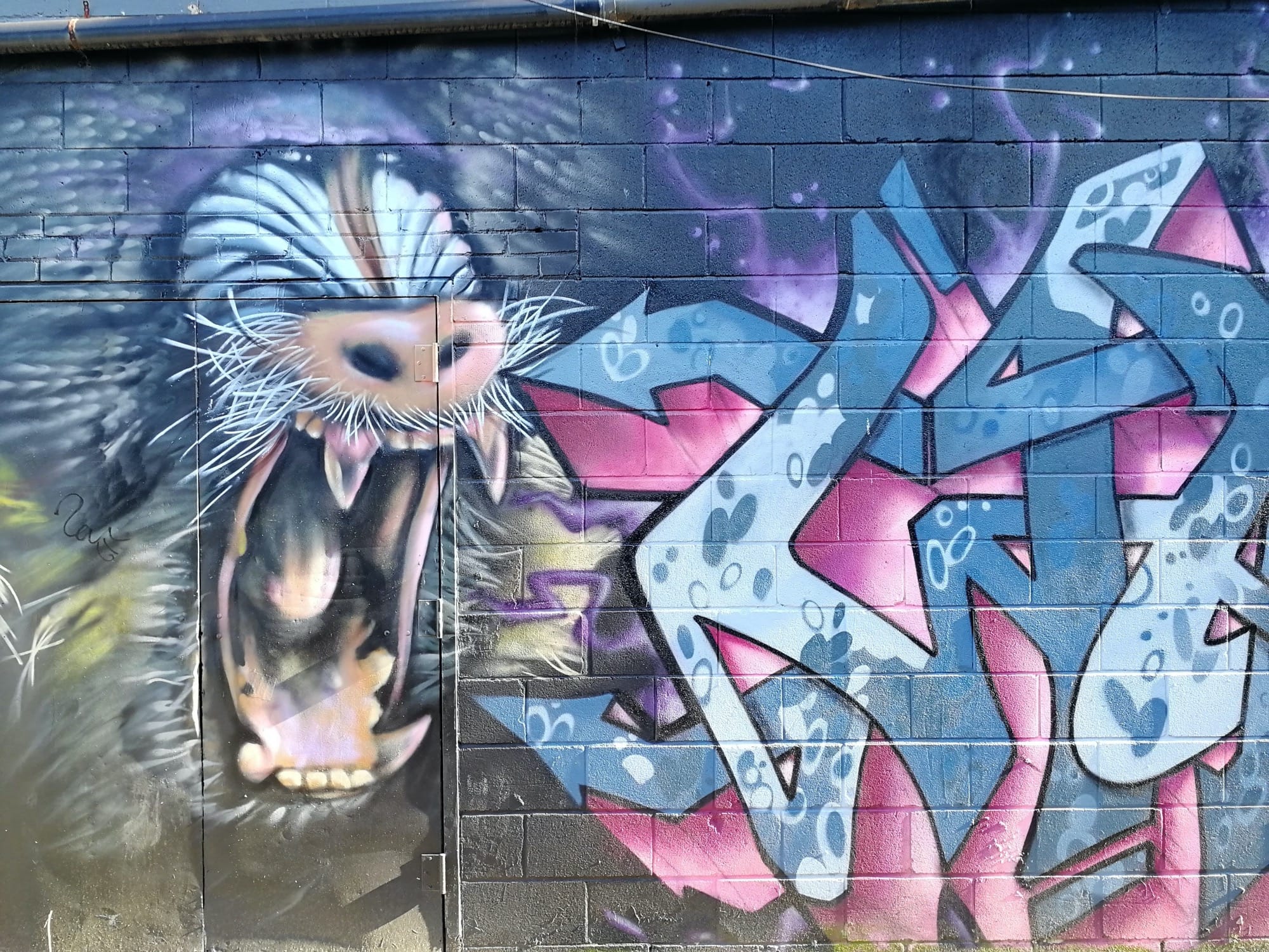 Graffiti 2444  capturé par Rabot à Toronto Canada